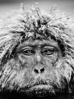 David Yarrow Photography 9780847864775