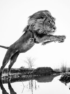 David Yarrow Photography 9780847864775