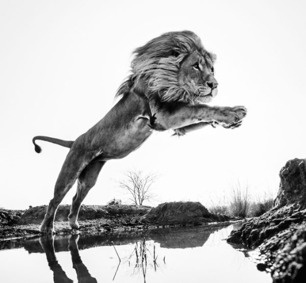 David Yarrow Photography 9780847864775