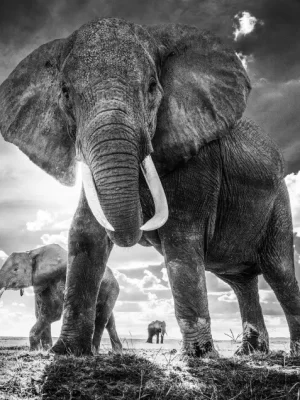 David Yarrow Photography 9780847864775