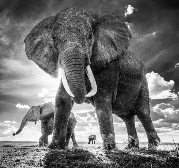 David Yarrow Photography 9780847864775