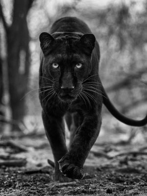 David Yarrow Photography 9780847864775