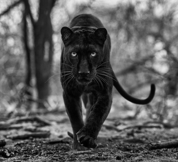 David Yarrow Photography 9780847864775