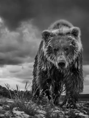 David Yarrow Photography 9780847864775