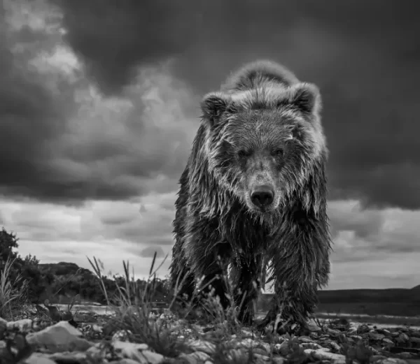 David Yarrow Photography 9780847864775