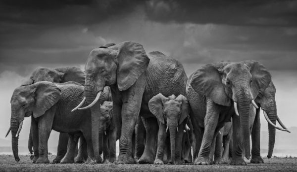 David Yarrow Photography 9780847864775